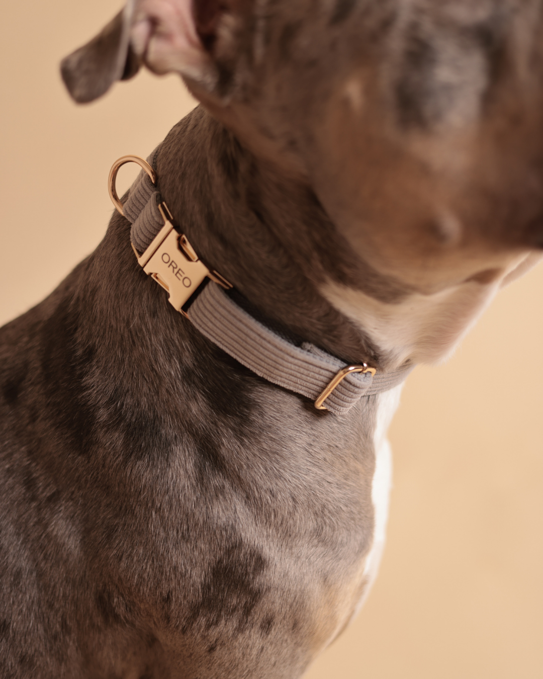 Personalisiertes Halsband | Cozy Cord