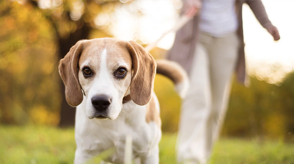 Frühling mit deinem Hund: Tipps & Trends