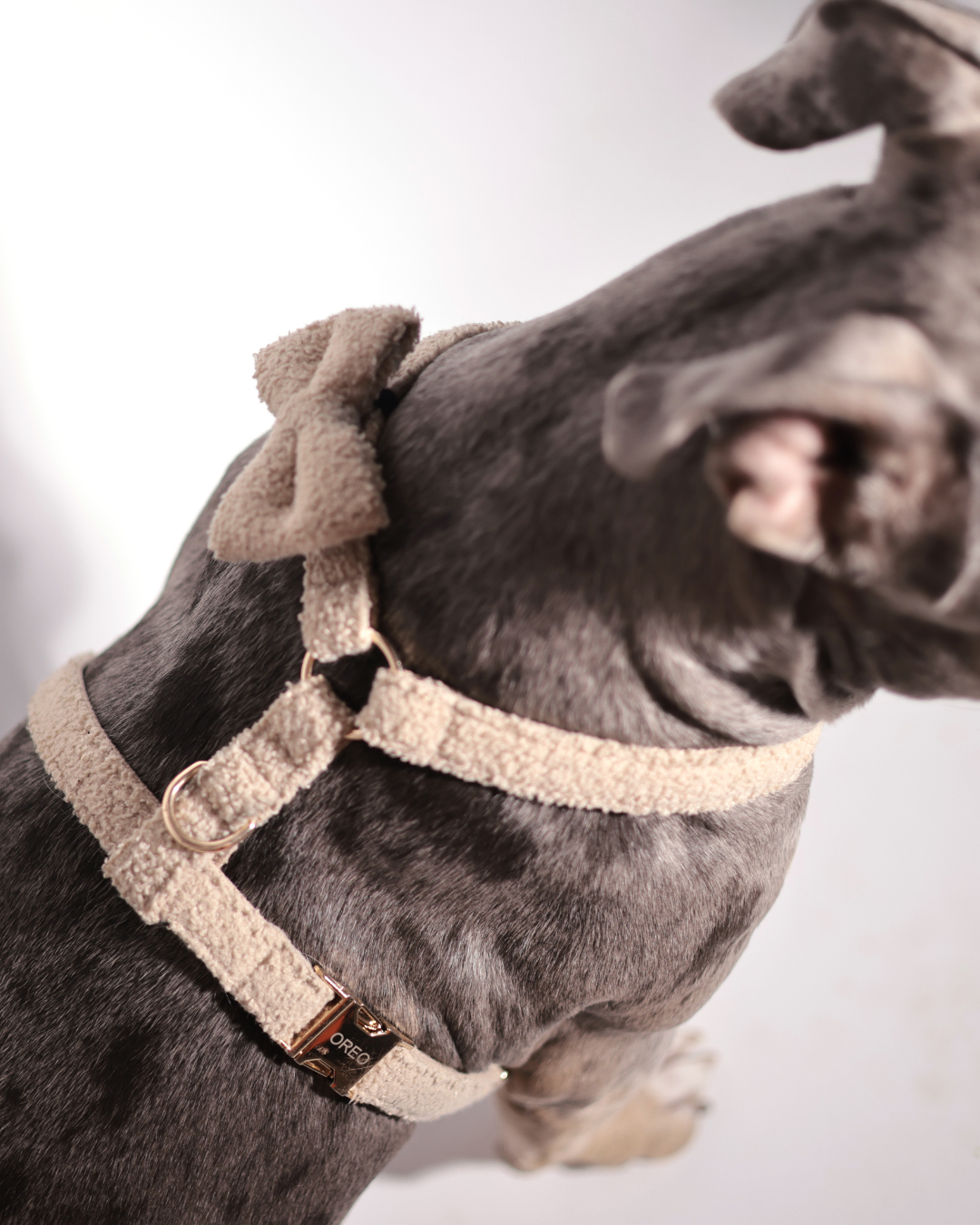 Personalisiertes Hundegeschirr | Teddy Bouclé