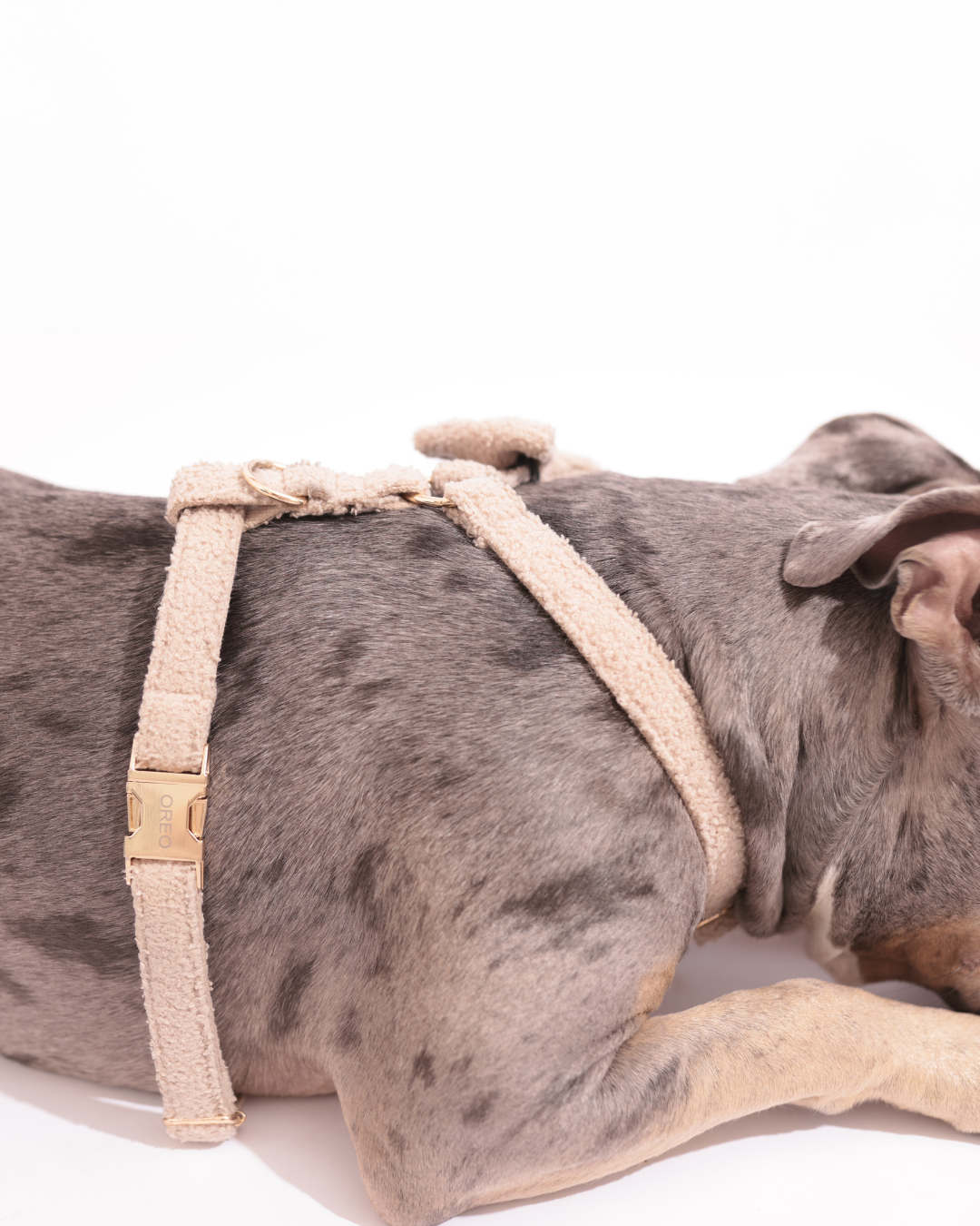 Personalisiertes Hundegeschirr | Teddy Bouclé