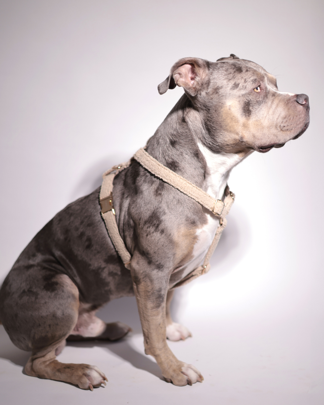 Personalisiertes Hundegeschirr | Teddy Bouclé