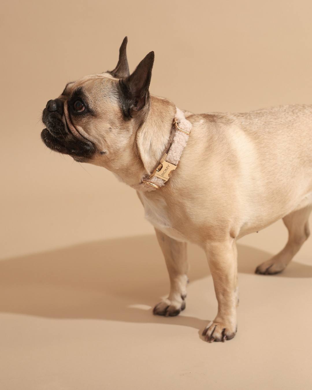 Personalisiertes Halsband | Teddy Bouclé