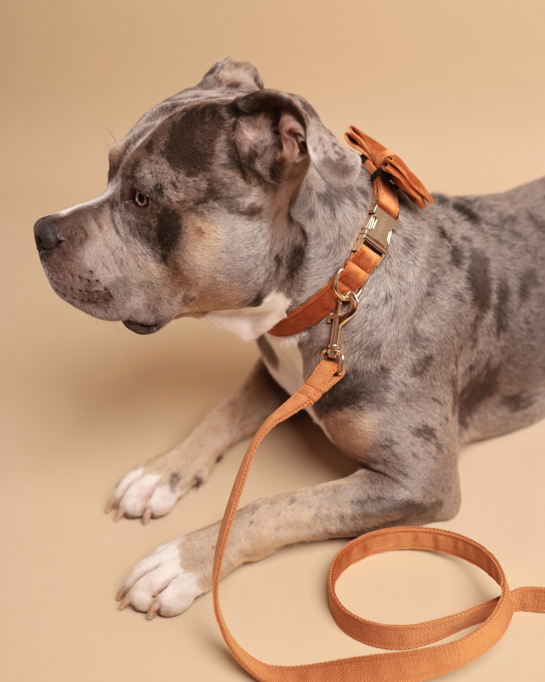 Hundeleine | Velvet Touch