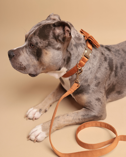 Hundeleine | Velvet Touch