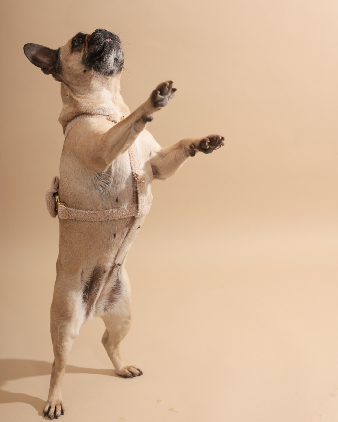 Personalisiertes Hundegeschirr | Teddy Bouclé