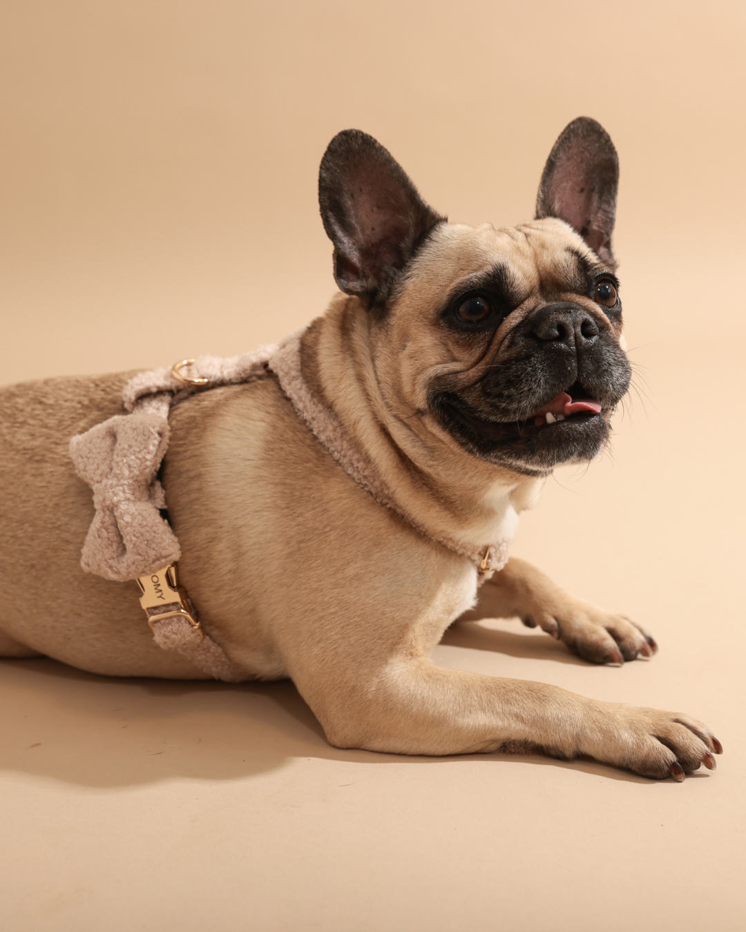 Personalisiertes Hundegeschirr | Teddy Bouclé