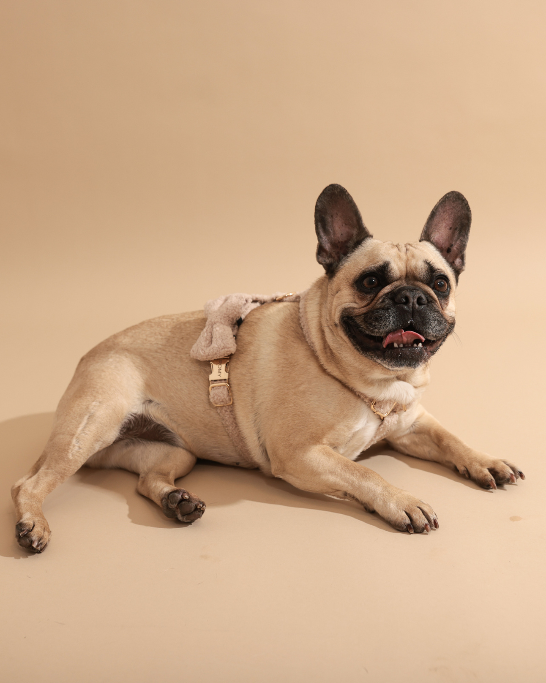 Personalisiertes Hundegeschirr | Teddy Bouclé