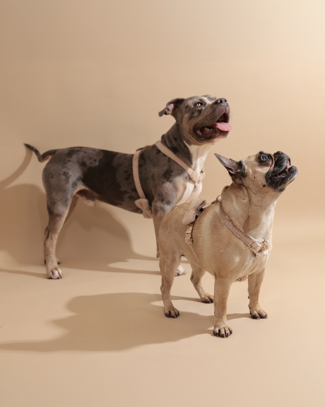 Personalisiertes Hundegeschirr | Teddy Bouclé