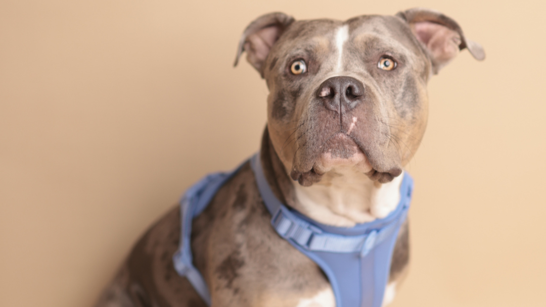 ALL-WEATHER ESSENTIAL Geschirr