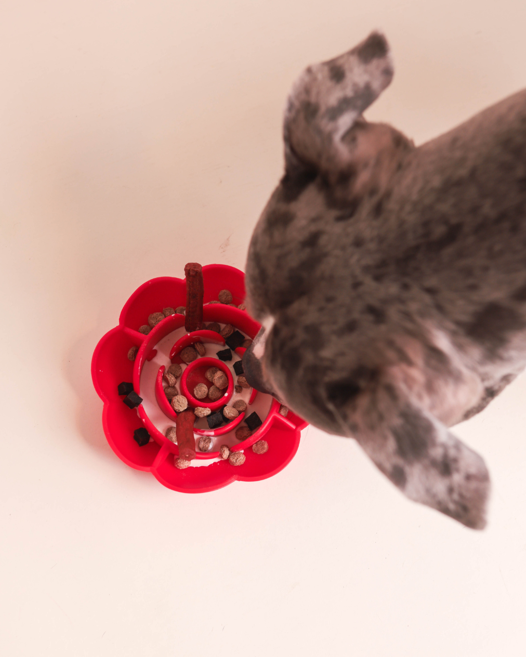 Blossom Bowl | Slow Feeder