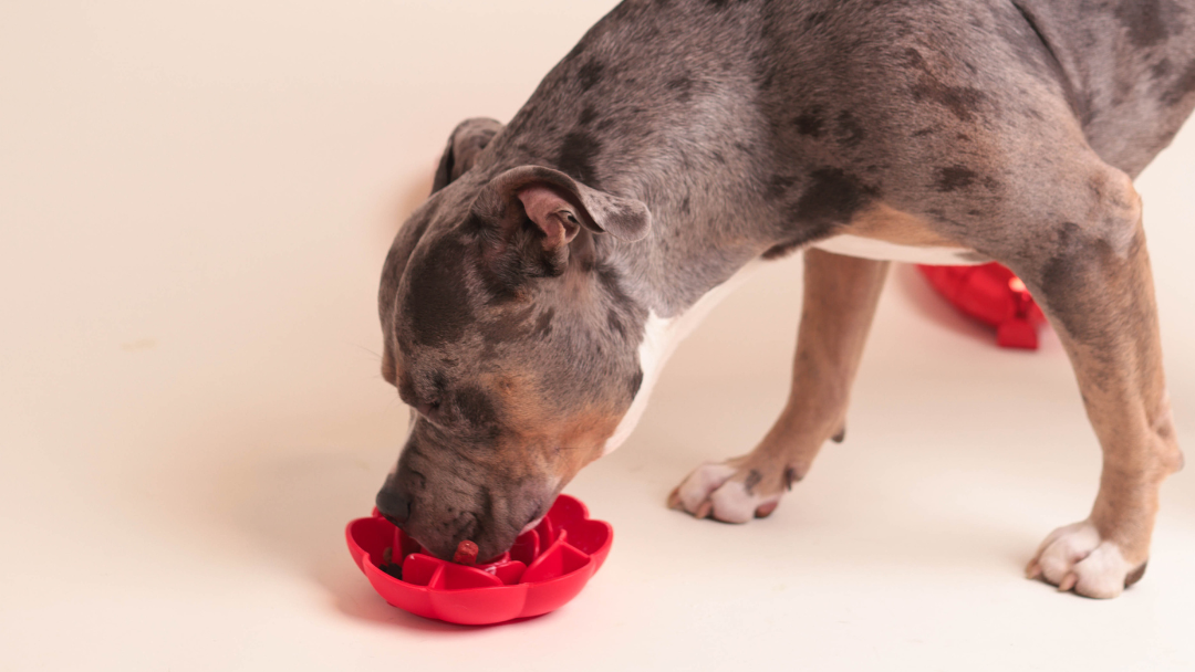 Blossom Bowl | Slow Feeder