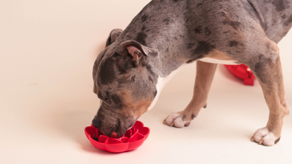 Blossom Bowl | Slow Feeder