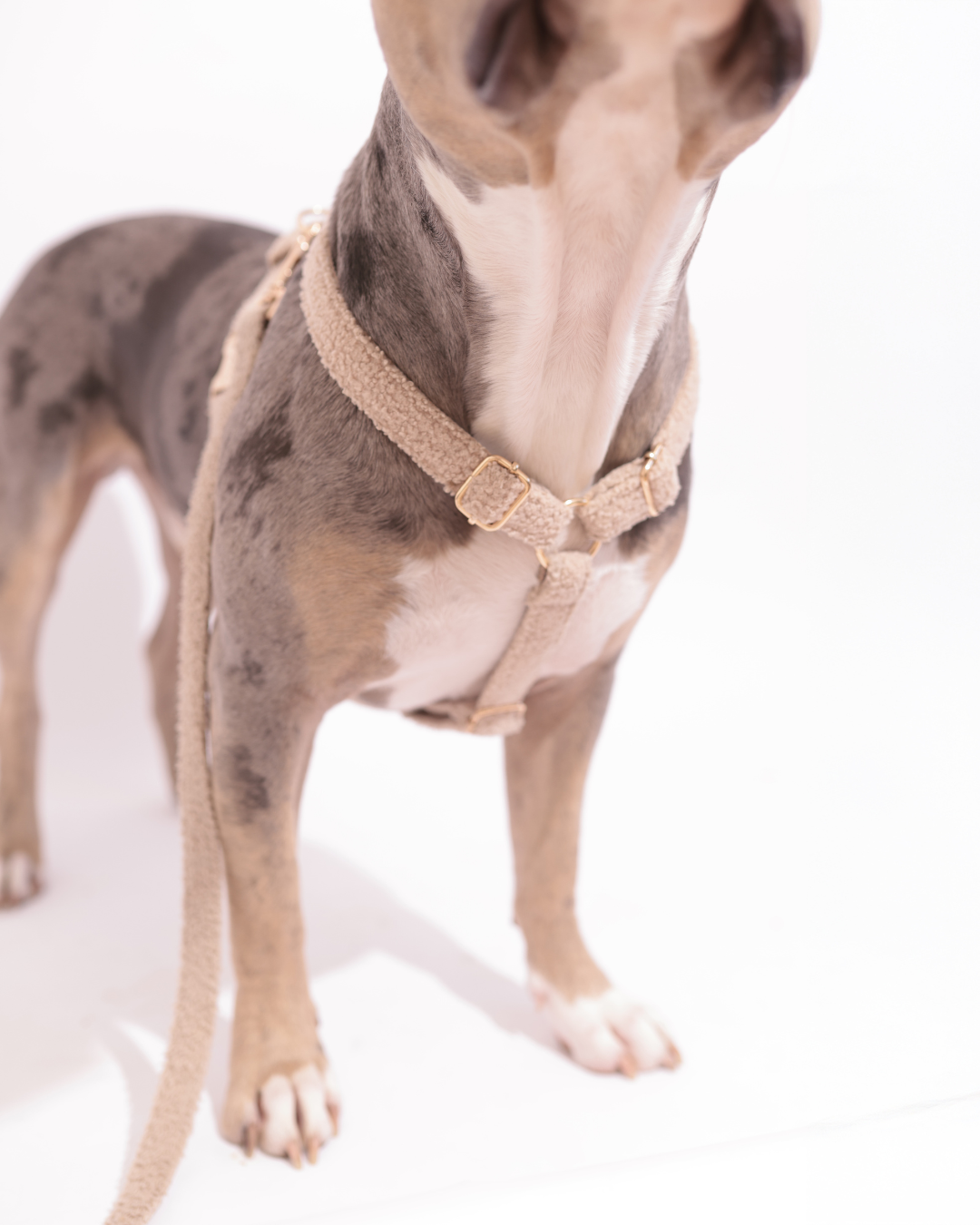 Personalisiertes Hundegeschirr | Teddy Bouclé